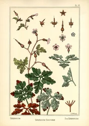 The Geranium